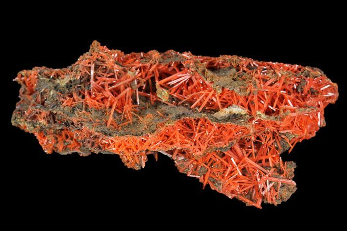 Bright Orange Crocoite Crystal Cluster - Tasmania #127948